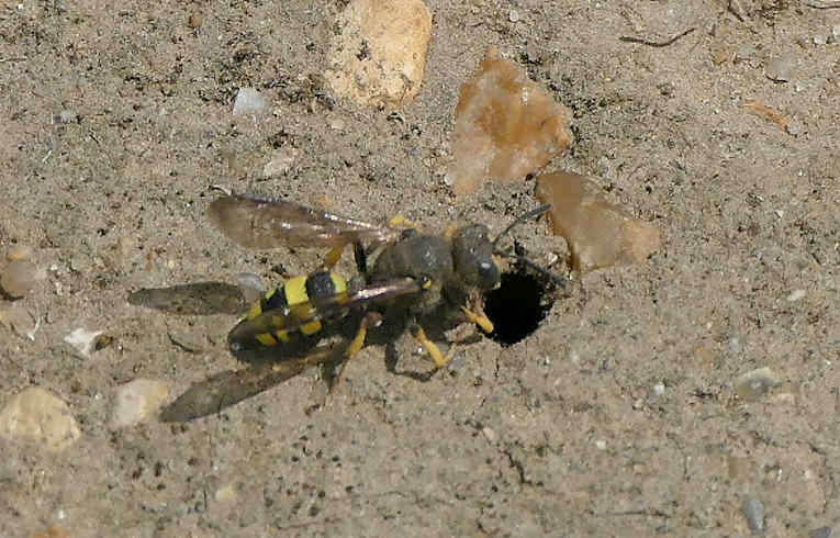 a digger wasp