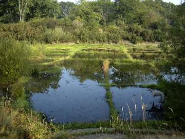 Wanstead Park - Heronry Pond