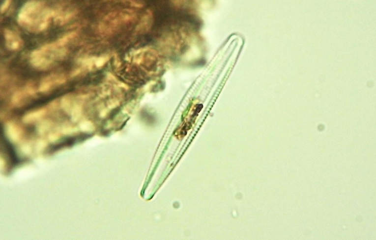 alga - Navicula