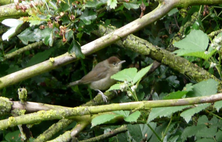 Blackcap