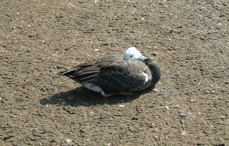 Canada/Greylag Goose