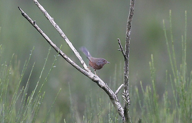 Dartford Warbler