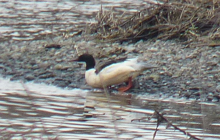 Goosander