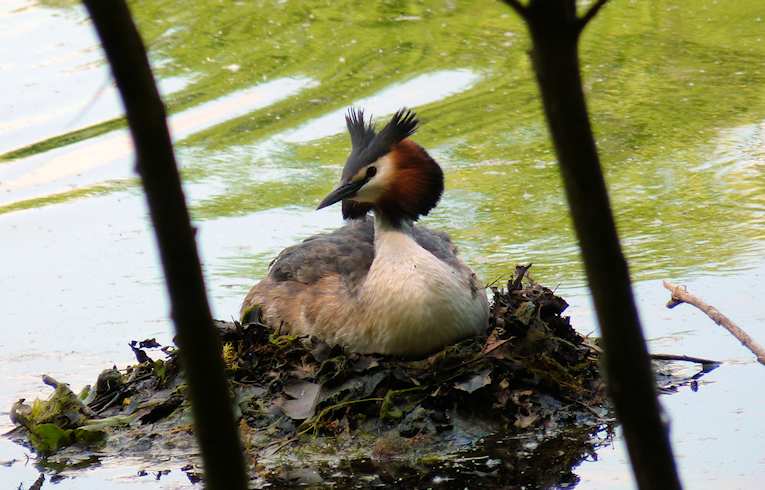 Great Crested Grebe