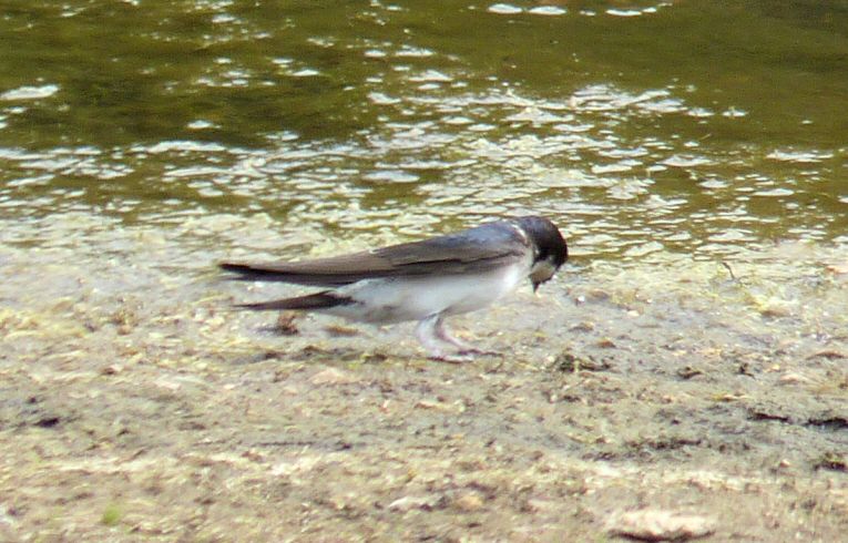 House Martin