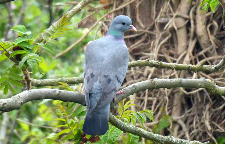 Stock Dove