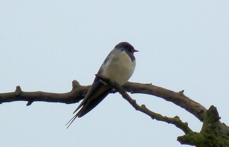 Swallow