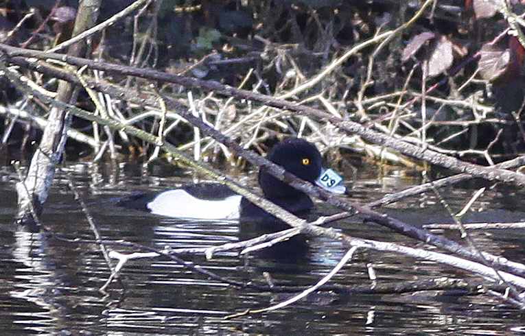 Tufted Duck with bill-plate