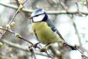 Blue Tit