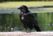 Carrion Crow