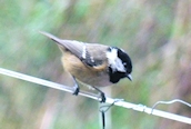 Coal Tit