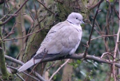 Collared Dove