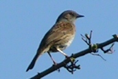 Dunnock