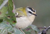 Firecrest