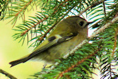 Goldcrest