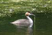 Great Crested Grebe