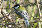 Great Tit