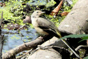 Grey Wagtail