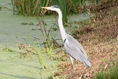 Grey Heron