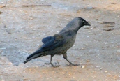 Jackdaw