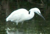 Little Egret