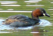 Little Grebe