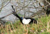 Magpie