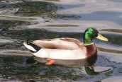 Mallard