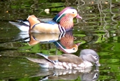 Mandarin Duck