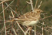 Meadow Pipit