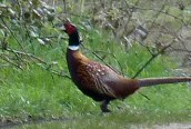 Pheasant