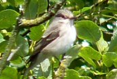 Pied Flycatcher