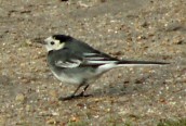 Pied Wagtail