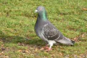 Feral Pigeon