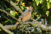 Redstart