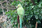 Ring-necked Parakeet