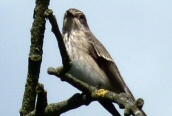 Spotted Flycatcher