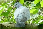 Stock Dove