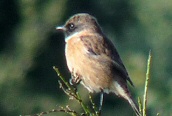 Stonechat