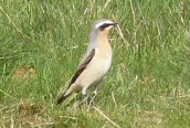 Wheatear