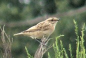 Whinchat