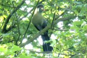 White-cheeked Turaco