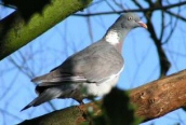 Wood Pigeon