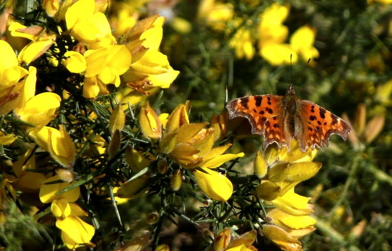 Comma butterfly on Gorse