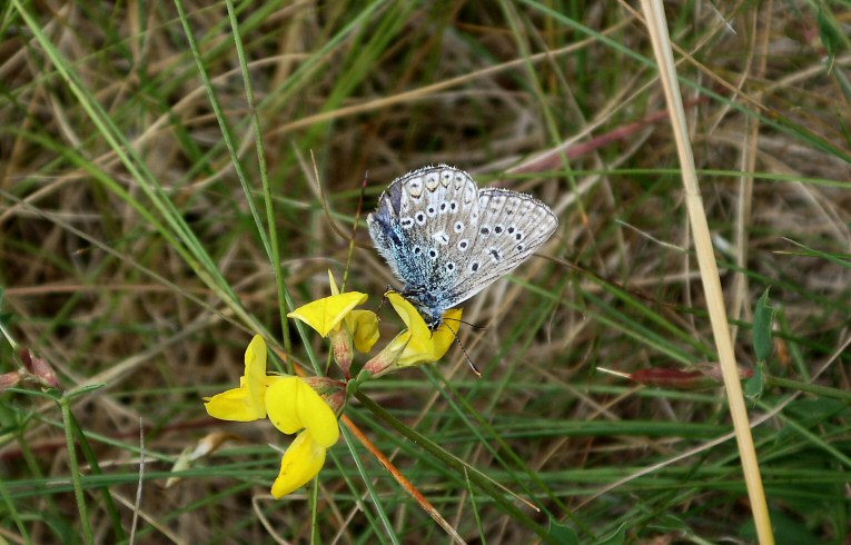 Common Blue