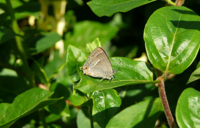 Purple Hairstreak