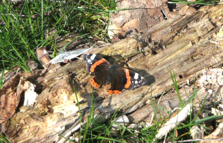 Red Admiral