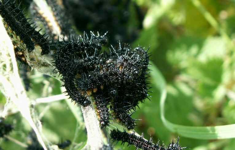 Small Tortoiseshell caterpillars