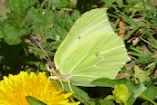 Brimstone