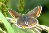 Brown Argus